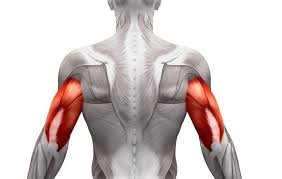 تقویت عضلات پشت بازو